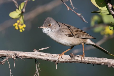 Common Whitethroat - Dorngrasmücke - Sylvia communis ssp. rubicola, Kyrgyzstan, adult male