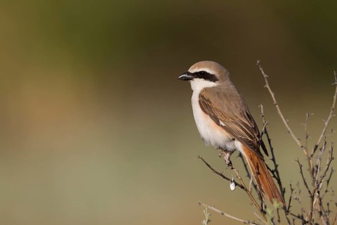 Turkestan Shrike - Turkestanwürger - Lanius phoenicuroides, Kazakhstan, adult male