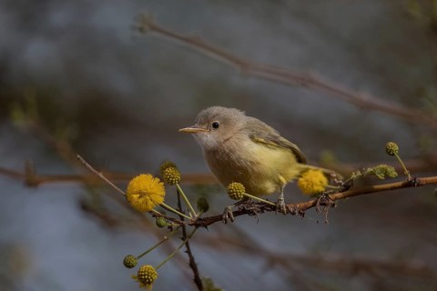 Yellow-breasted Apalis (Apalis flavida) perched on a twig, Senegal