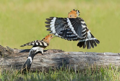 Eurasian Hoopoe (Upupa epops) chaising away, Aosta Valley, Italy