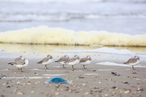 Sanderling (Calidris alba) group roosting at shoreline, Texel, Netherlands
