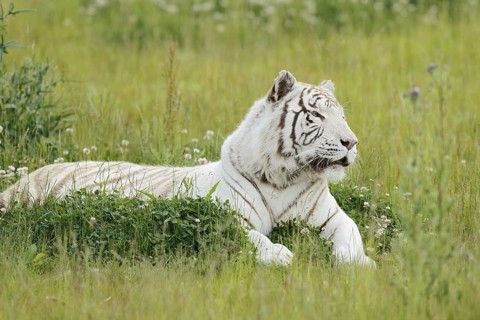 White Bengal tiger (Panthera tigris tigris) lying in a meadow, captive