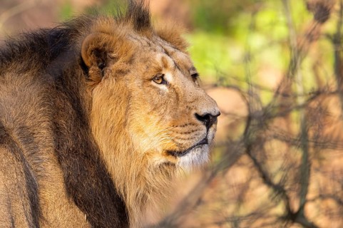 Asiatic lion (Panthera leo persica), male, portrait, captive, habitat in India