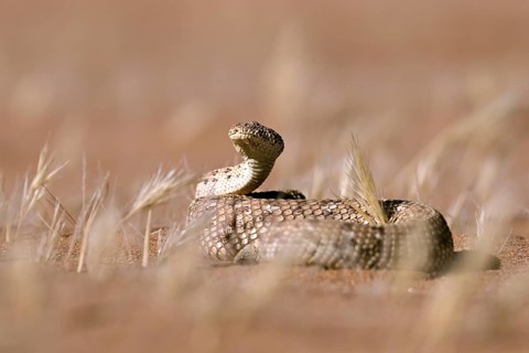 Pygmy puff adder (Bitis peringueyi), Namib Desert, Namibia