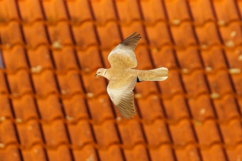 Pigeon flying in front of a tiled roof, Eurasian collared dove (Streptopelia decaocto), wildlife,