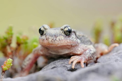 Where the stonecrop grows... Midwife toad (Alytes obstetricans) in a quarry, rare, highly