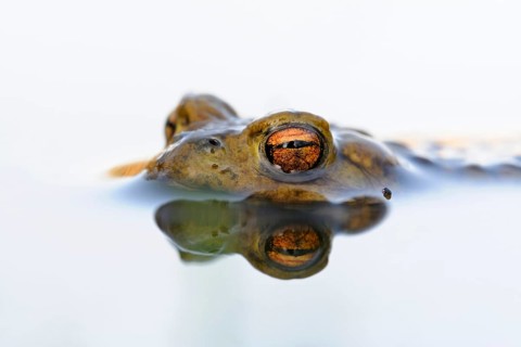 Toad eyes... Common toad (Bufo bufo), male toad waiting in spawning waters for a female ready to