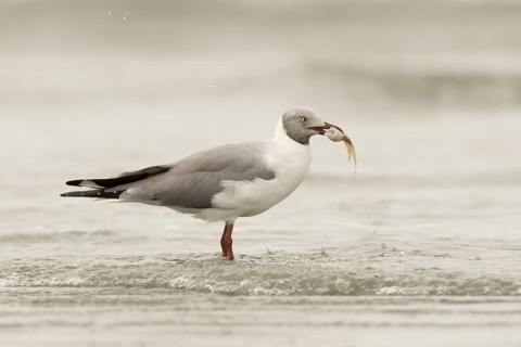 Grey-headed Gull (Chroicocephalus cirrocephalus), Gambia