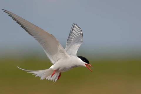 Arctic Tern (Sterna paradisaea) flying, Netherlands