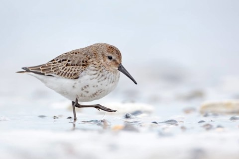 Dunlin (Calidris alpina) foraging, Schleswig-Holstein, Germany