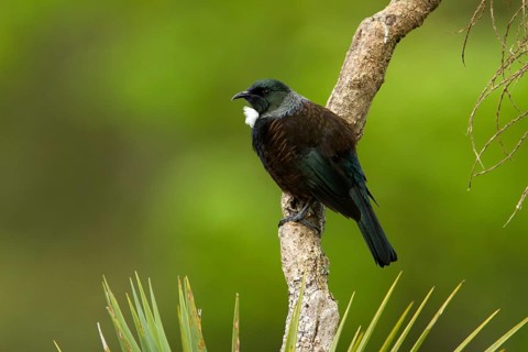 Tui (Prosthemadera novaeseelandiae), Stewart Island, New Zealand