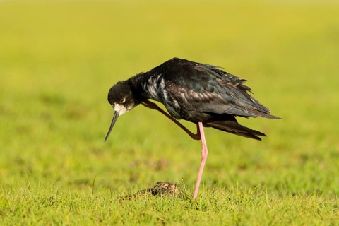 Black Stilt (Himantopus novaezelandiae), Glentanner, South Island, New Zealand