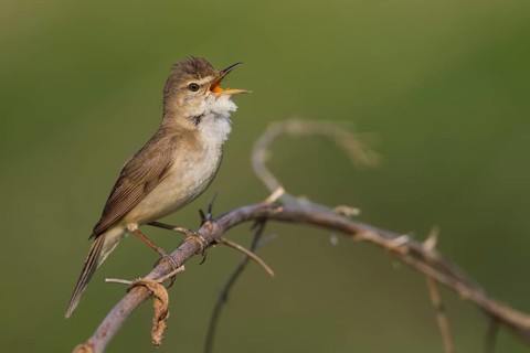 Blyths Reed Warbler - Buschrohrsänger - Acrocephalus dumetorum, Russia (Ural)