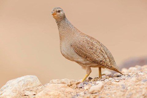 Arabisches Wüstenhuhn, Sand Partridge, Ammoperdix heyi, Perdrix de Hey, Perdiz Desértica