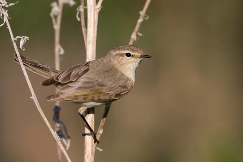 Siberian Chiffchaff - Taigazilpzalp - Phylloscopus tristis, Russia (Ural)