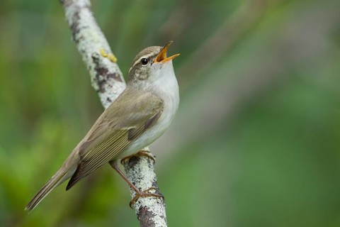 Arctic Warbler - Wanderlaubsänger - Phylloscopus borealis. Russia (Ural)