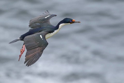 Imperial Cormorant (King) (Phalacrocorax atriceps) at its nesting colony in the Falkland Islands