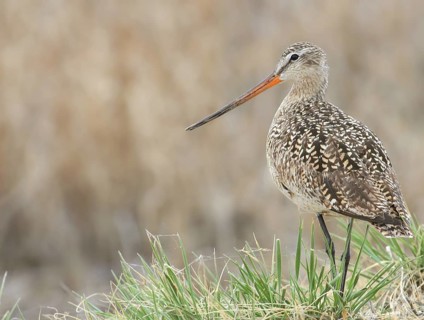 Marbled Godwit (Limosa fedoa), Saskatchewan, Canada