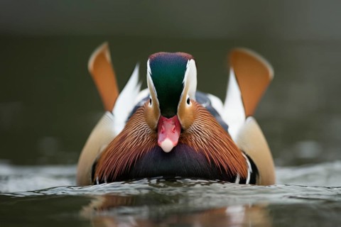 Mandarin Duck (Aix galericulata) male, North Rhine-Westphalia, Germany