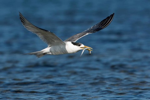 Greater Crested Tern (Thalasseus bergii) flying with fish in beak, Victoria, Australia