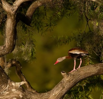 Black-bellied Whistling Duck (Dendrocygna autumnalis), Florida, USA
