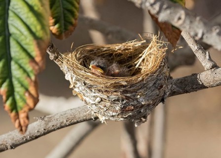 African Paradise Flycatcher (Terpsiphone viridis) chick in nest, Namibia