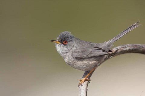 Balearic Warbler - Balearengrasmücke - Sylvia balearica, Mallorca, adult male