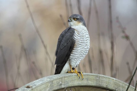 Eurasian Sparrowhawk (Accipiter nisus) male perched on a wooden partition wall in garden,