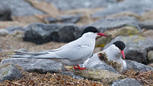 Arctic Tern (Sterna paradisaea) pair with chick, Schleswig-Holstein, Germany