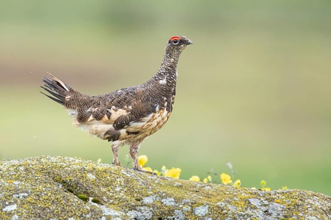 Rock Ptarmigan (Lagopus muta) male perched on a stone, Iceland
