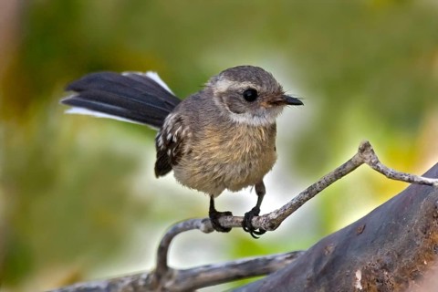 Mangrove Fantail (Rhipidura phasiana), Western Australia, Australia