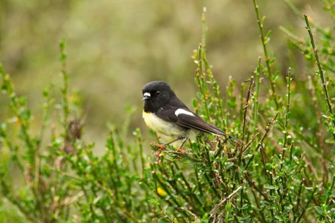 Tomtit (Petroica macrocephala) male, New Zealand