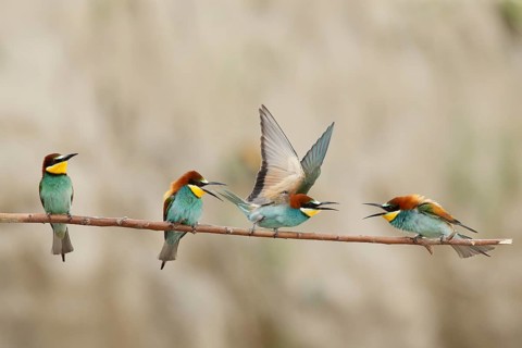 European Bee-eater (Merops apiaster), Piedmont, Italy