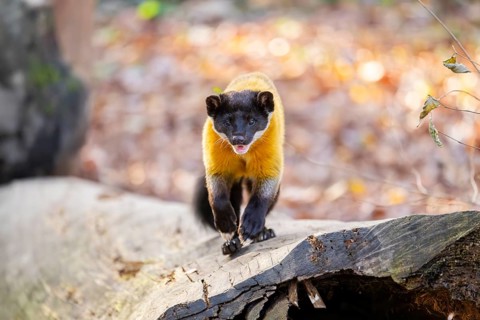 Yellow-throated marten (Martes flavigula) on an old wood, Germany