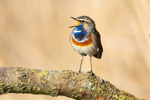 Bluethroat (Luscinia svecica cyanecula) ml Germany