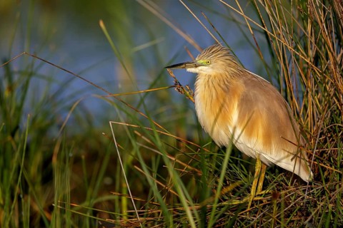 Squacco Heron, Ardeola ralloides, Crabier chevelu, Héron crabier, Garcilla Cangrejera