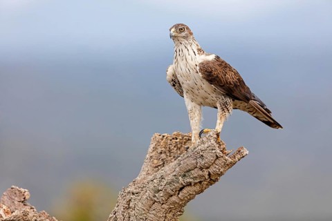 Habichtsadler, Bonelli's Eagle, Hieraaetus fasciatus, Aigle de Bonelli, Águila-azor Perdicera