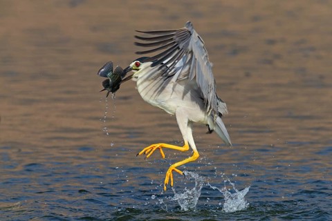 Nachtreiher, Black-crowned Night Heron, Night Heron, Black-crowned Night-Heron, Nycticorax