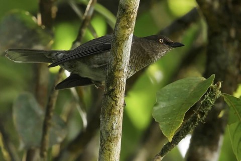 Scaly-breasted Thrasher (Allenia fusca) perched on a branch on the Caribbean Island of Martinique