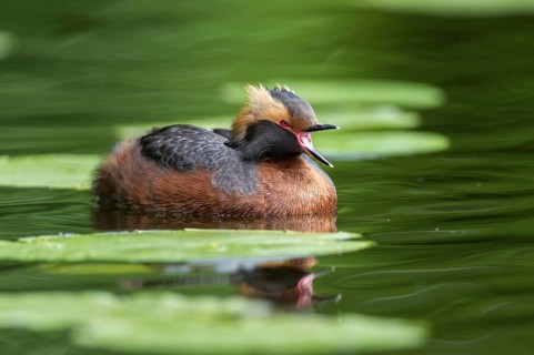 Ohrentaucher (Podiceps auritus) Slavonian Grebe