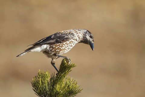 Spotted Nutcracker (Nucifraga caryocatactes), Carinthia, Austria