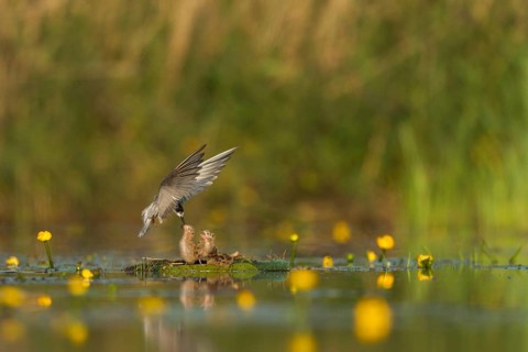 Black Tern (Chlidonias niger) feeding of juvenile, Netherlands