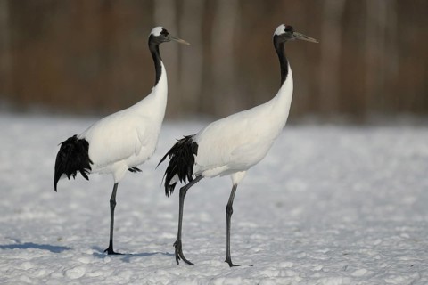 Red-crowned Crane (Grus japonensis), Hokkaido, Japan