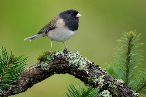 Oregon Junco (Junco hyemalis oreganus), British Columbia, Canada