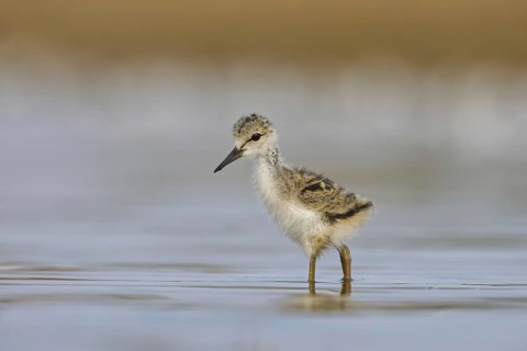 Black-winged Stilt (Himantopus himantopus) chick foraging, North Rhine-Westphalia, Germany
