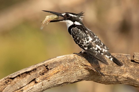 Pied Kingfisher (Ceryle rudis) with fish prey in its beak, Lake Baringo, Kenya