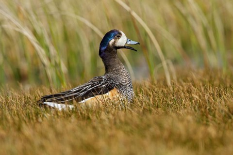 Chiloe Wigeon (Mareca sibilatrix) at the edge of a small pond, Falkland Islands