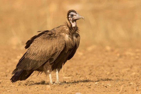 Hooded Vulture (Necrosyrtes monachus) juvenile, Gambia