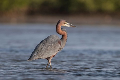 Goliath Heron (Ardea goliath), Senegal