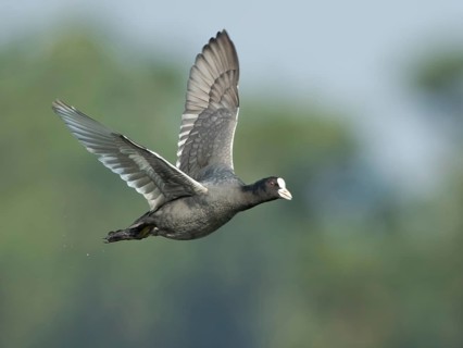 Eurasian Coot (Fulica atra) flying, West Bengal, India